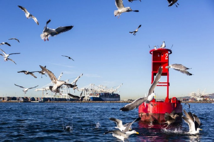 Port of Long Beach Cuts Diesel Pollution 87%