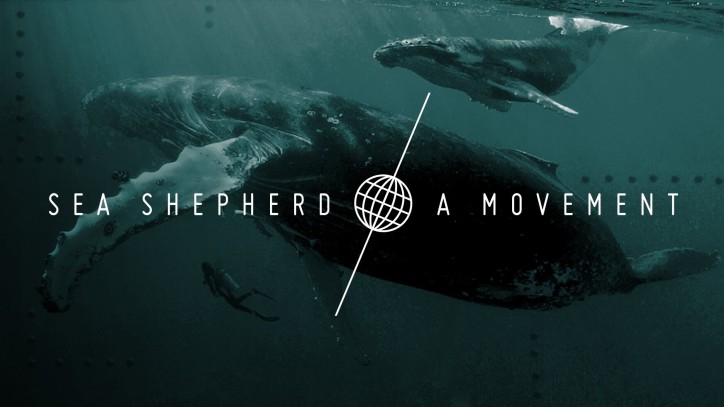 Sea Shepherd launches non-profit legal practice venture