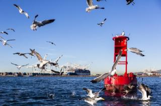 Port of Long Beach Cuts Diesel Pollution 87%