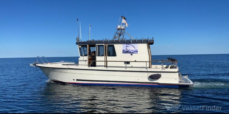 BLUE MARLIN photo