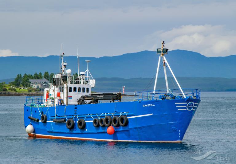 HAVGULL photo