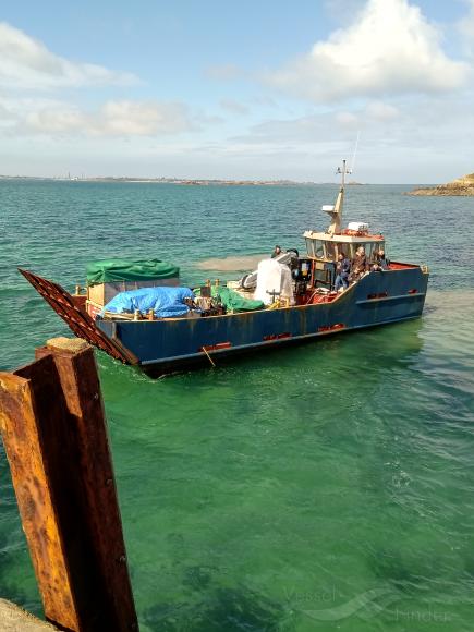 HERM SEAHORSE photo