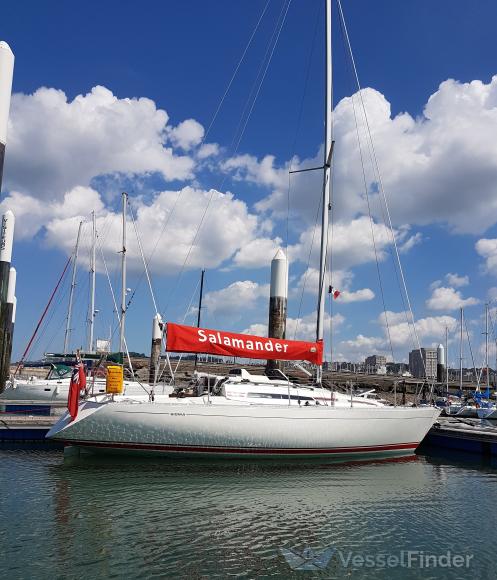 SALAMANDER SOLO photo