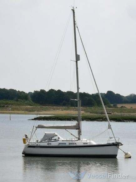 CURLEW photo