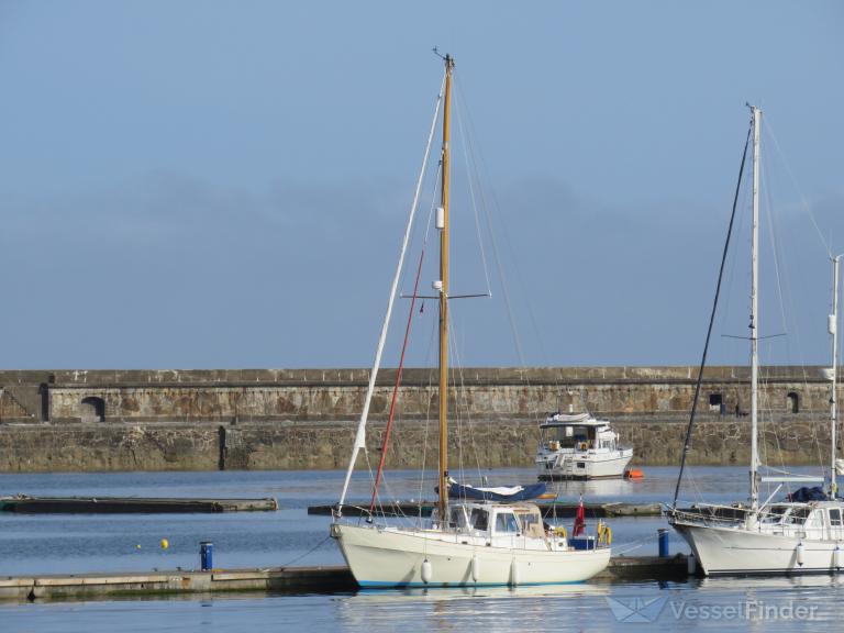 SALMO SALAR photo