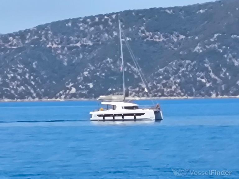 THE MAESTRO CAT photo