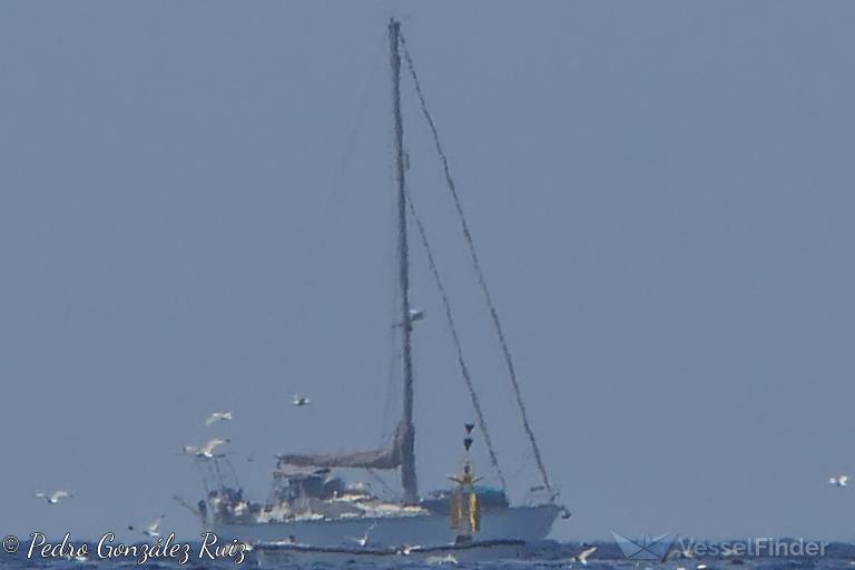 TARANTA photo