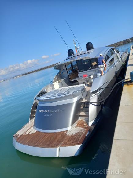 WHITE SHARK 1 photo