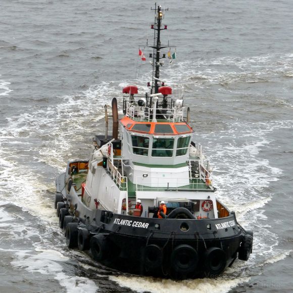 ATLANTIC CEDAR photo