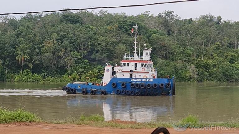 ORLANDO DOLPHIN photo