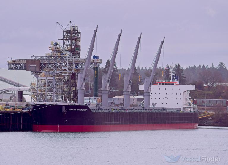 AFRICAN HAMMERKOP photo