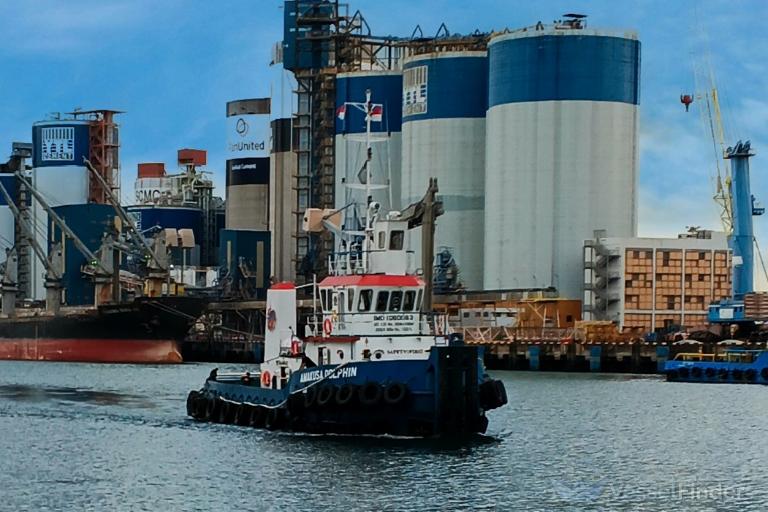 AMAKUSA DOLPHIN photo