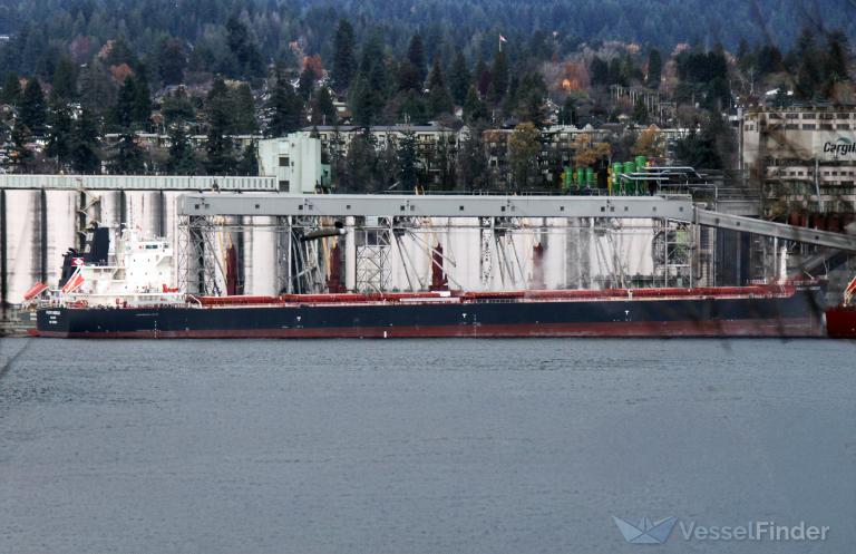 PACIFIC HIBISCUS photo