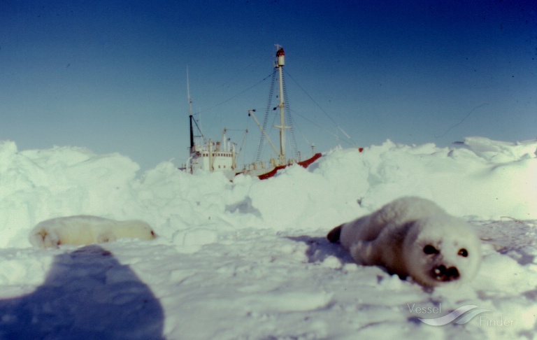 GOLDEN SEAHORSE photo