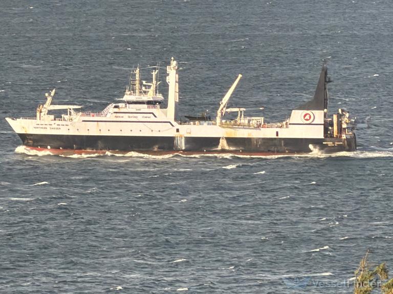 NORTHERN JAEGER photo