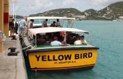 YELLOW-BIRD