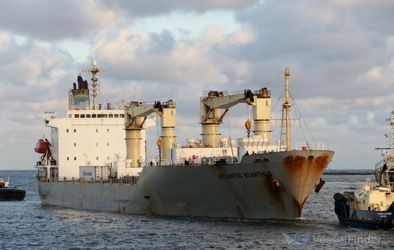 ATLANTIC ACANTHUS photo