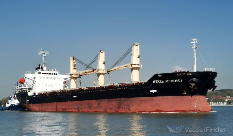 AFRICAN JACARANDA photo