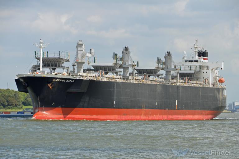 GLORIOUS MAPLE photo