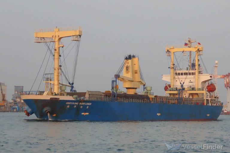 DERYOUNG SUNFLOWER photo