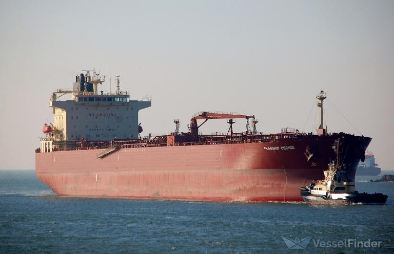 FLAGSHIP ORCHID photo