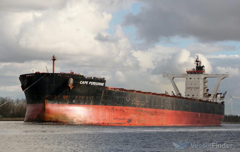 CAPE PEREGRINE photo