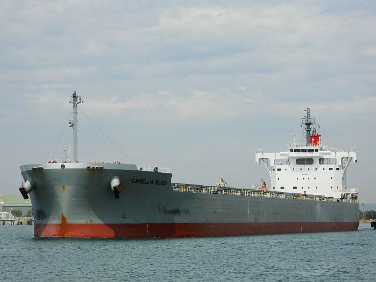 CAMELLIA BLISS photo