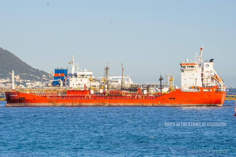 MT MED BLUE JAY photo