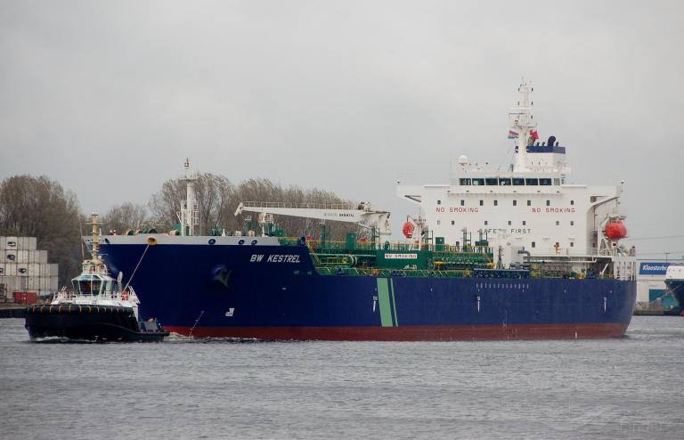 HAFNIA KESTREL photo