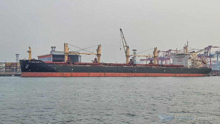 EASTERN CAMELLIA photo