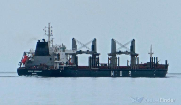 AFRICAN CORMORANT photo