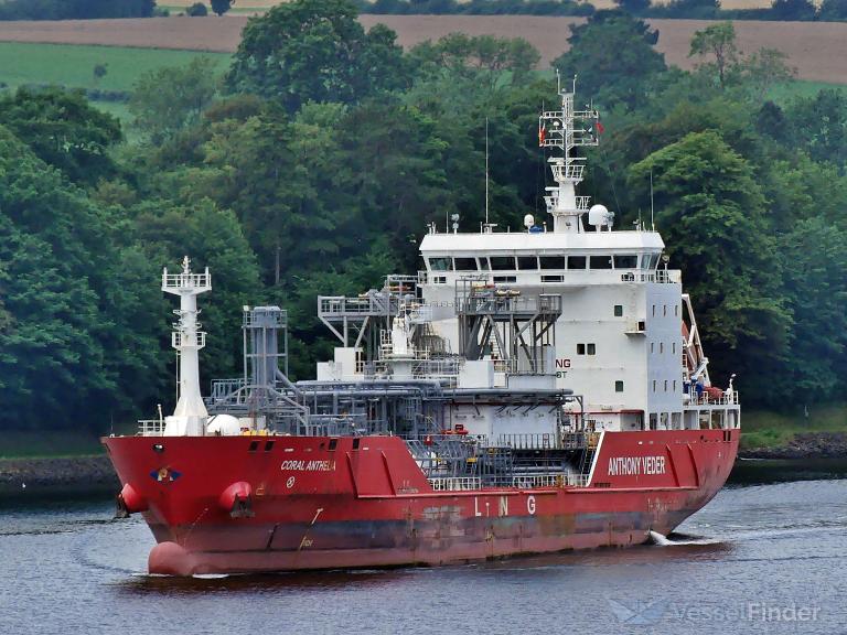 CORAL ANTHELIA photo