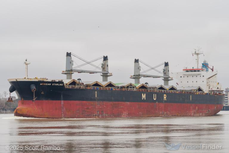 AFRICAN STARLING photo