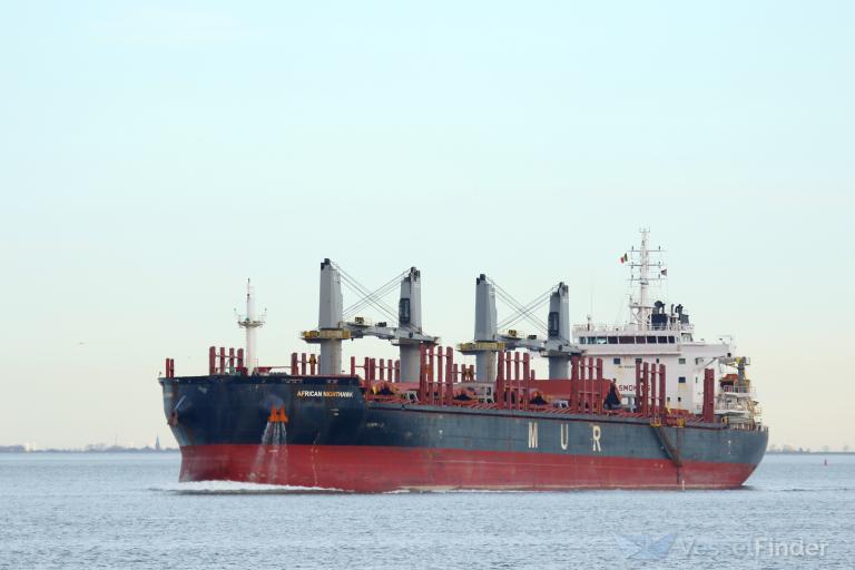 AFRICAN NIGHTHAWK photo