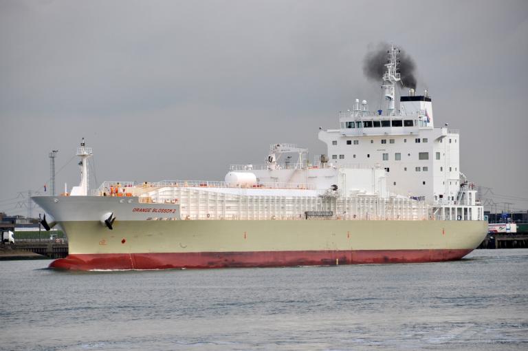 ORANGE BLOSSOM 2 photo