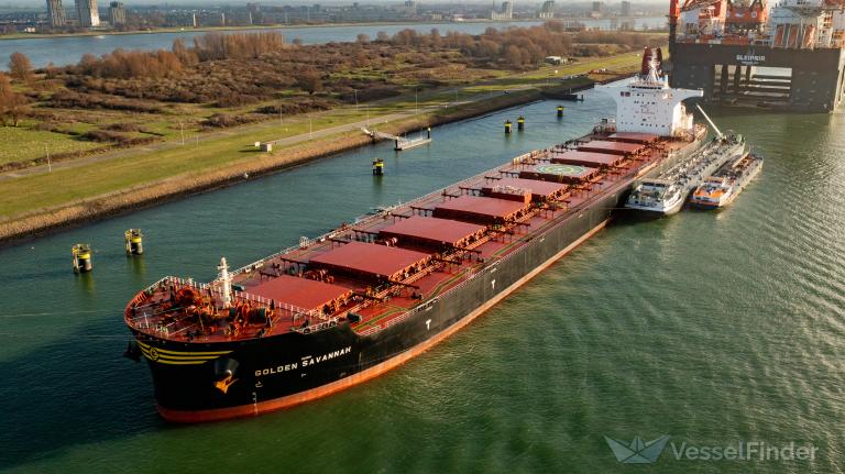 GOLDEN SAVANNAH photo