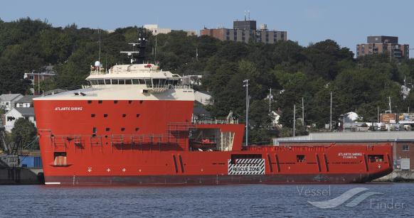 ATLANTIC SHRIKE photo