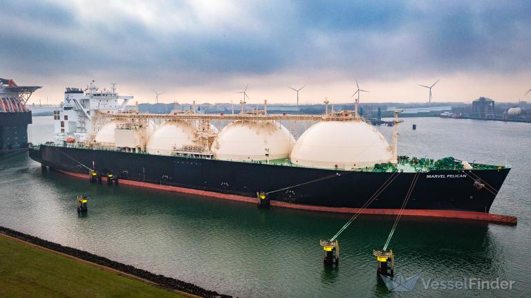 MARVEL PELICAN photo