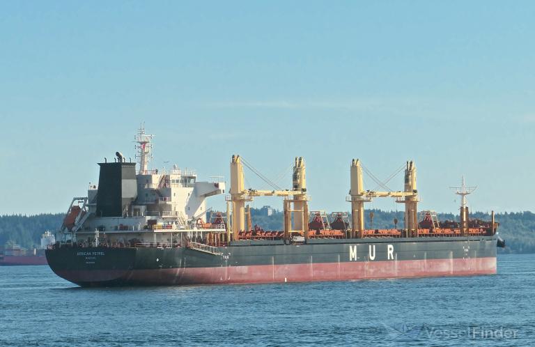 AFRICAN PETREL photo