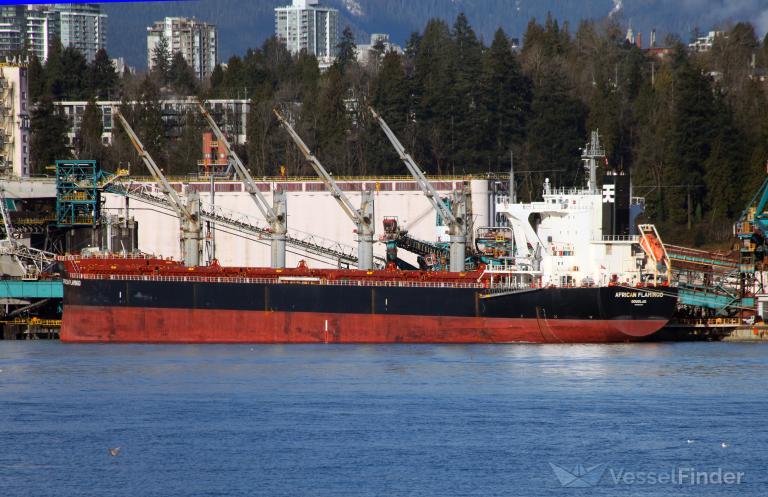 AFRICAN FLAMINGO photo