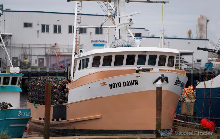 NOYO DAWN photo