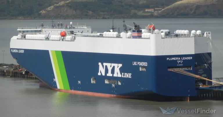 PLUMERIA LEADER photo