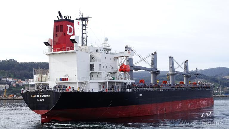 SAKURA HARMONY photo